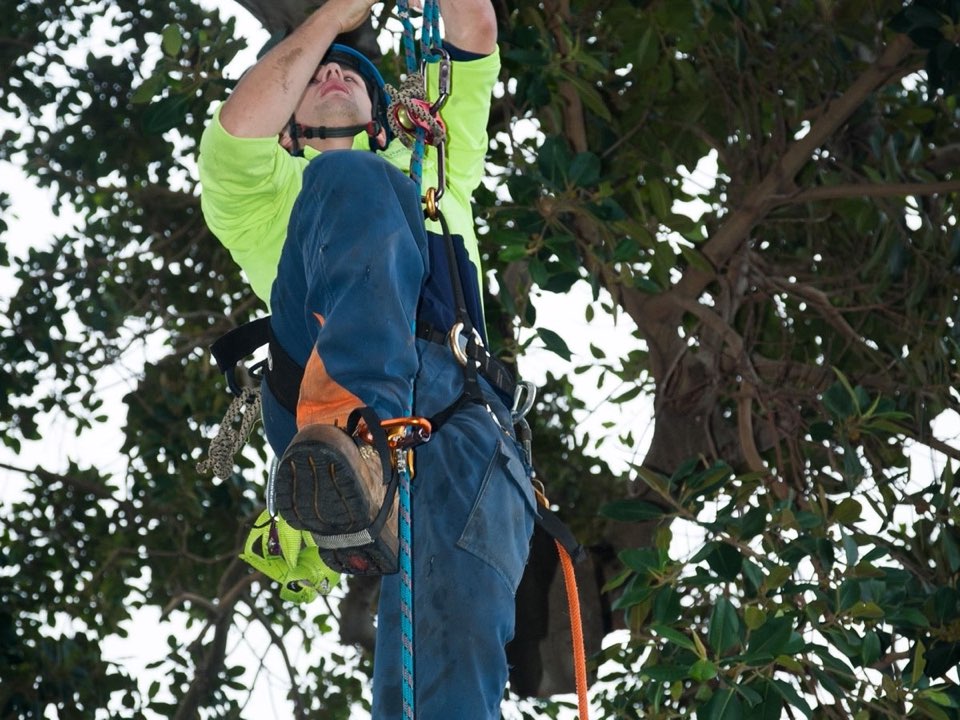 Qualified arborist working in a mature tree during a property survey in West Yorkshire