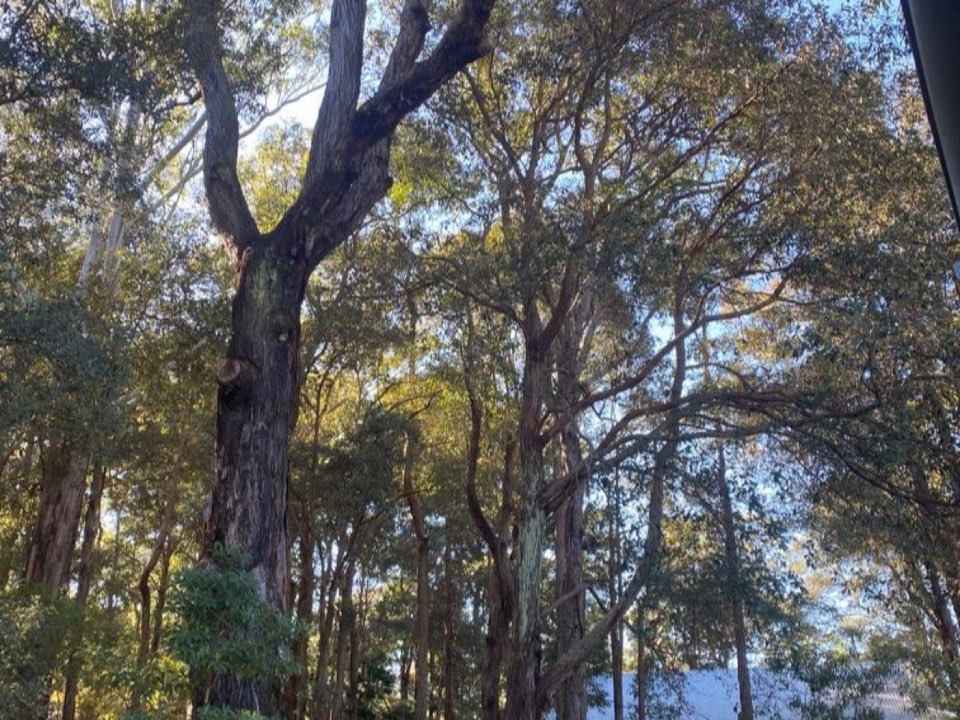 Mature trees in West Yorkshire parkland with a property visible in the background